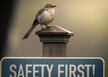 safety First